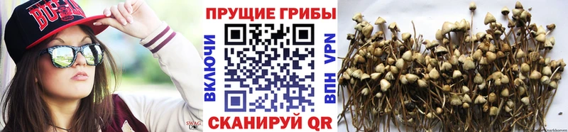 наркота  МЕГА ТОР  Галлюциногенные грибы GOLDEN TEACHER  Ивдель 